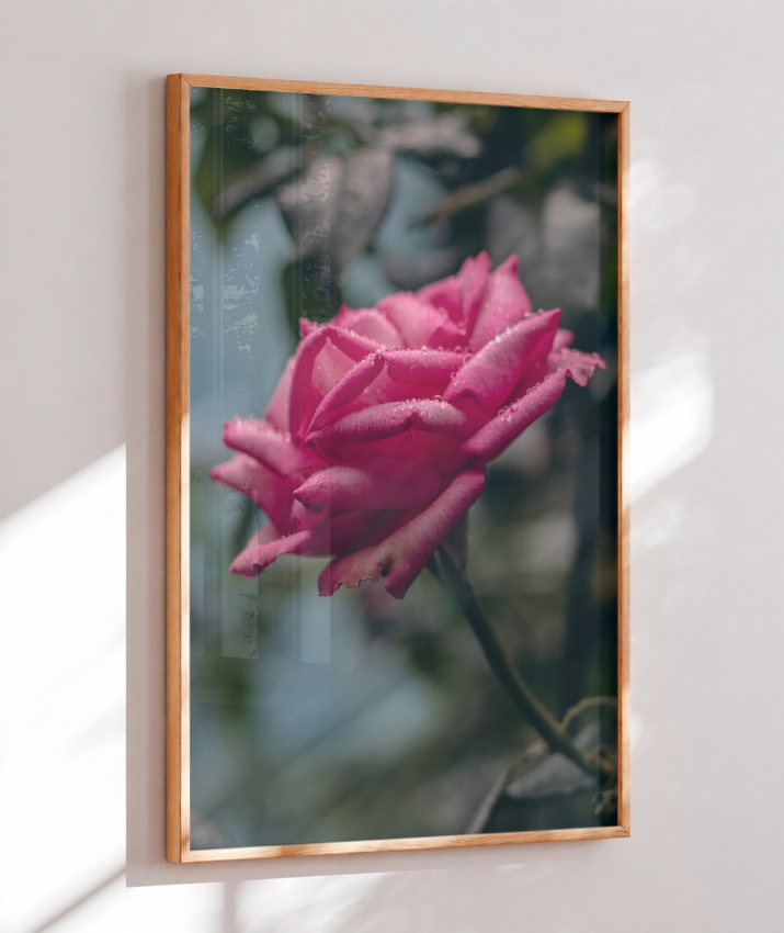 Rosa