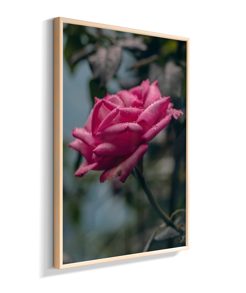 Rosa