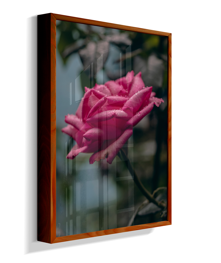Rosa