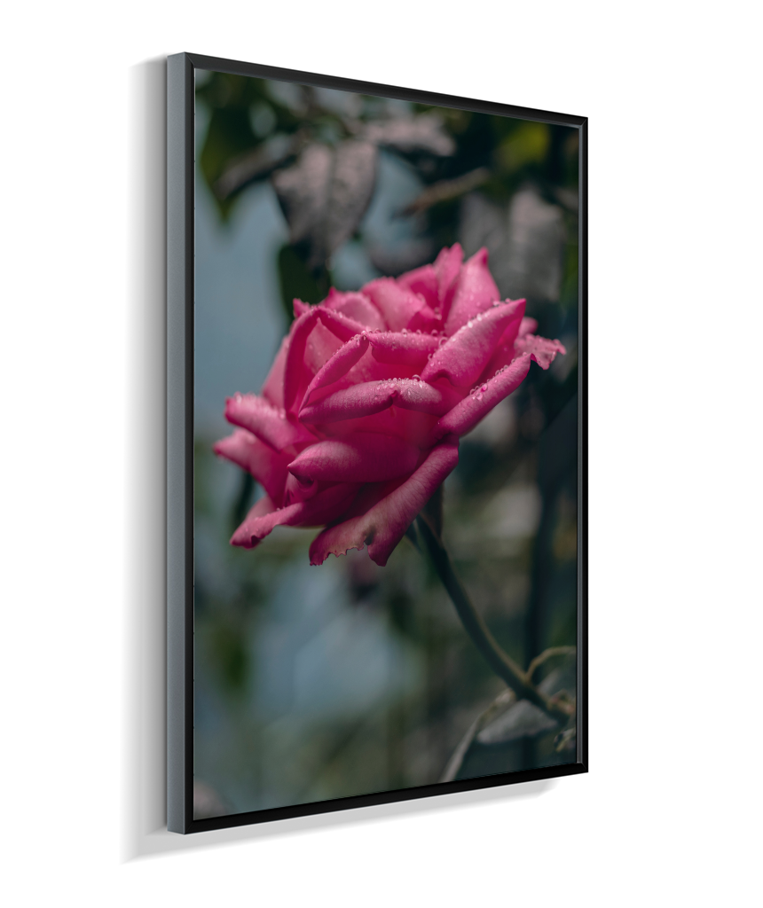 Rosa