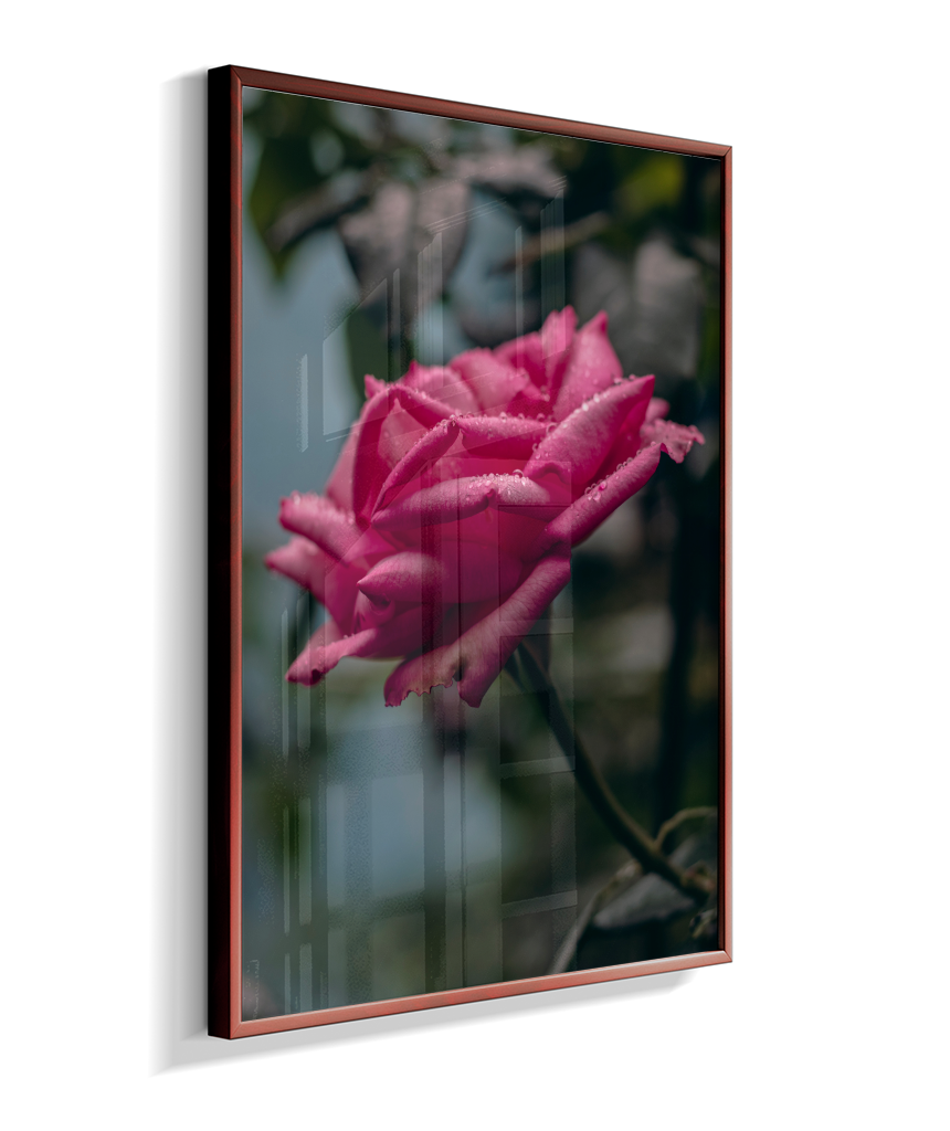 Rosa