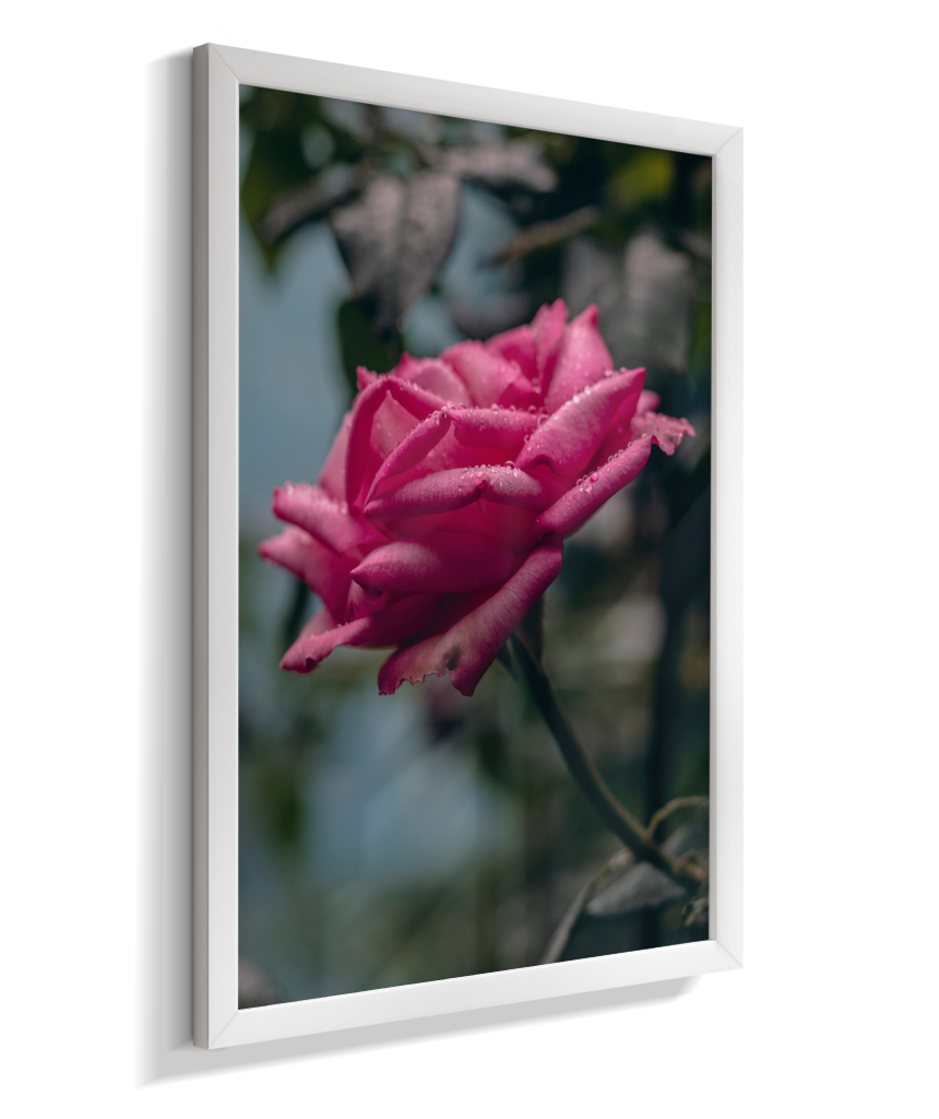Rosa