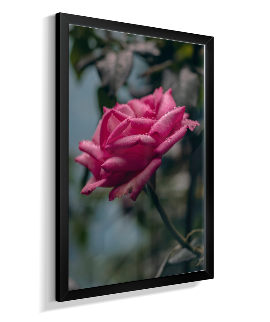 Rosa