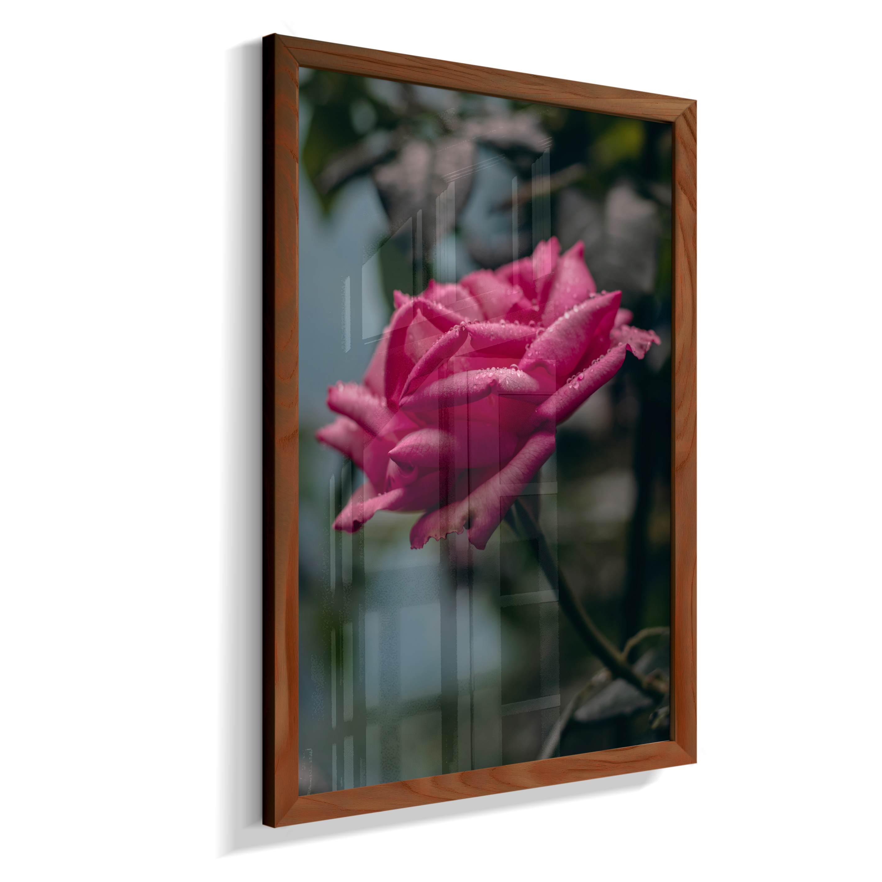 Rosa