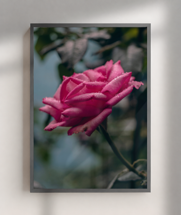 Rosa