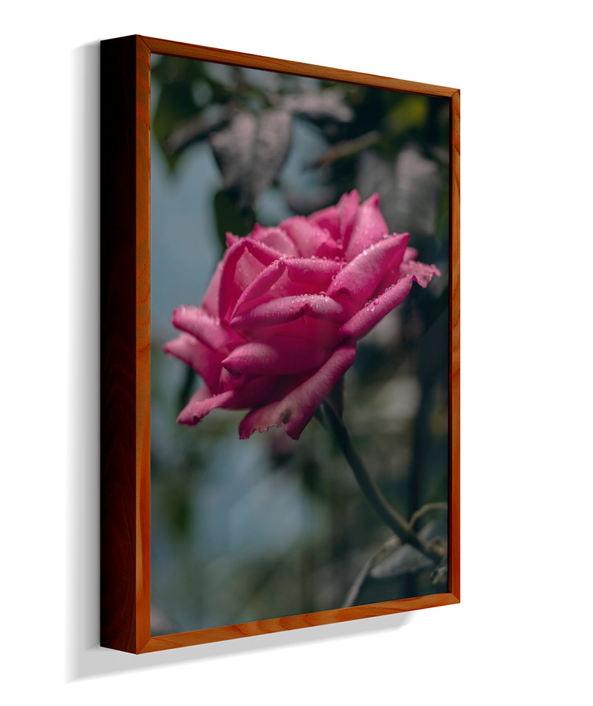 Rosa