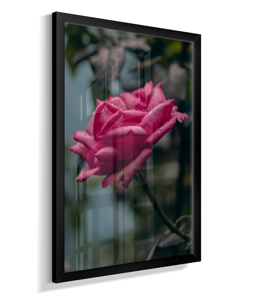 Rosa