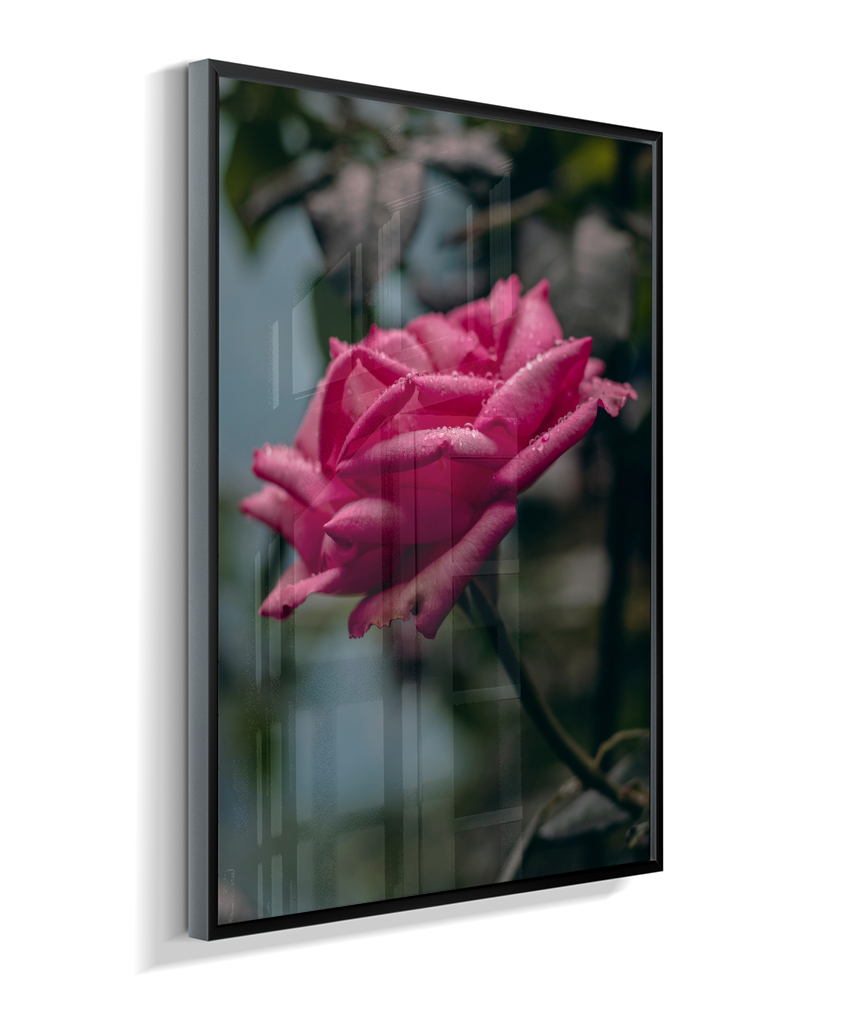 Rosa