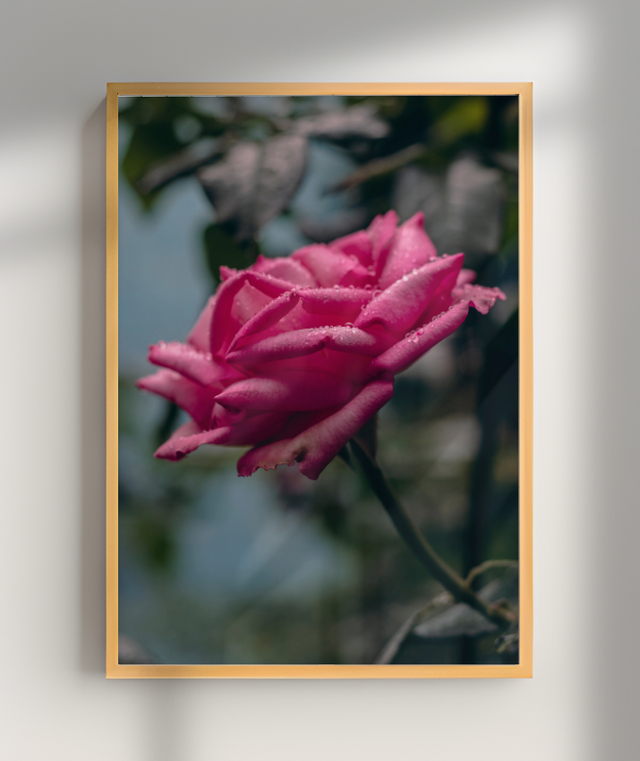 Rosa