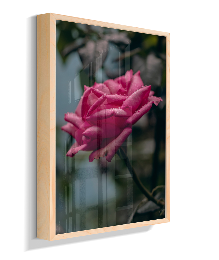 Rosa