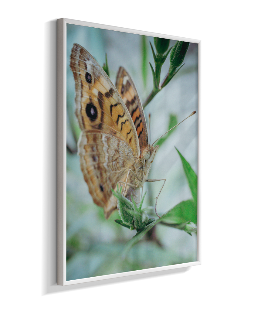 Anartia jatrophae