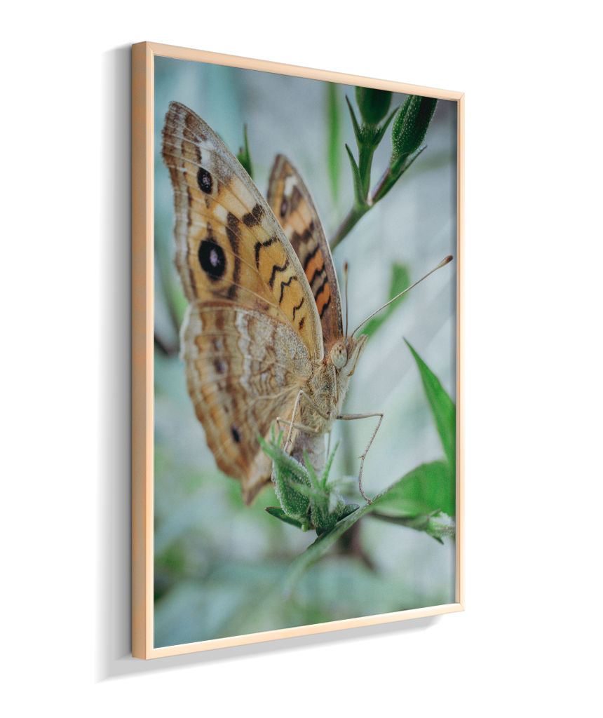 Anartia jatrophae