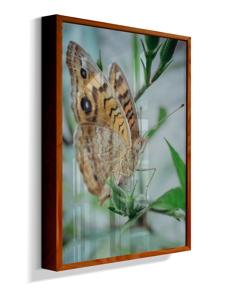 Anartia jatrophae