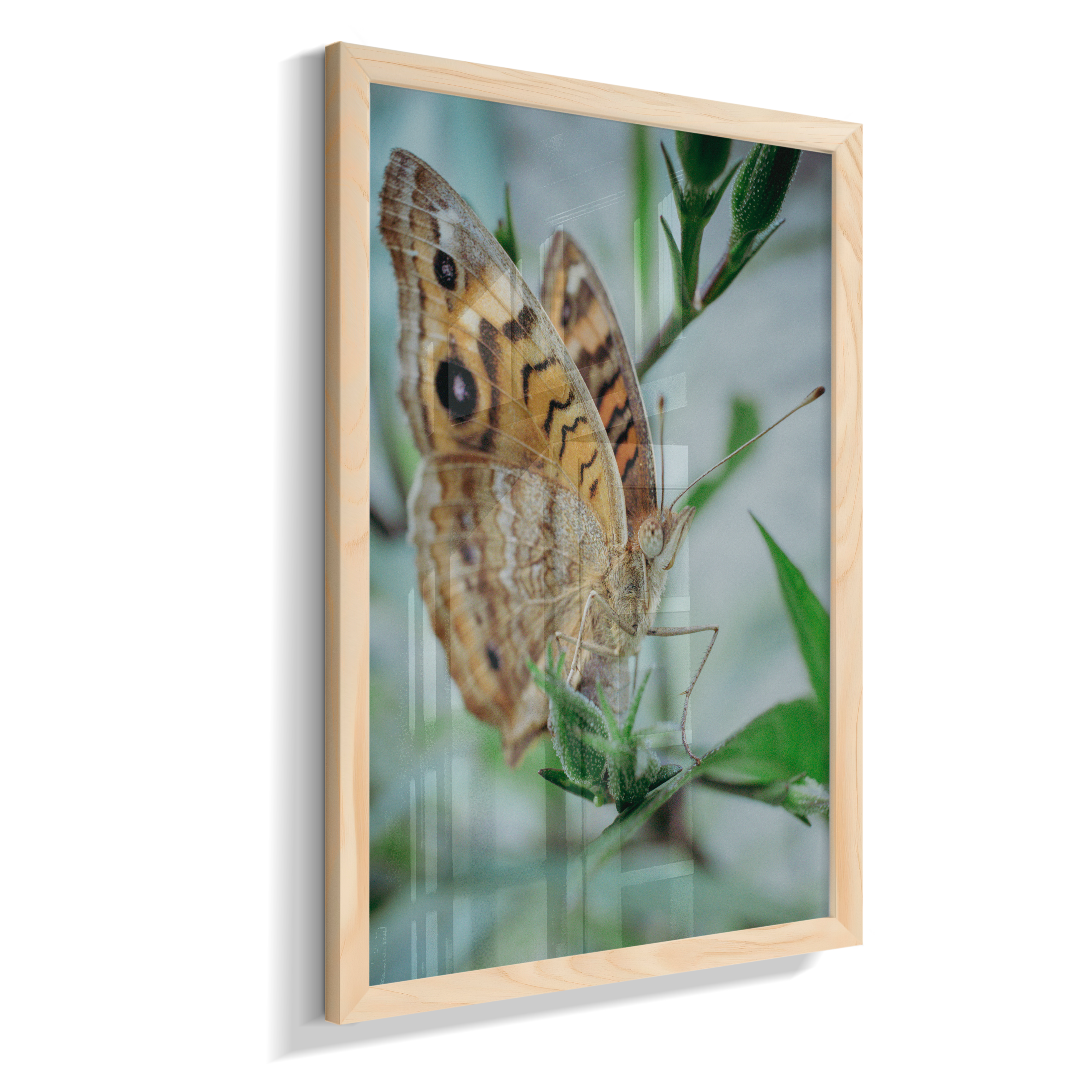 Anartia jatrophae
