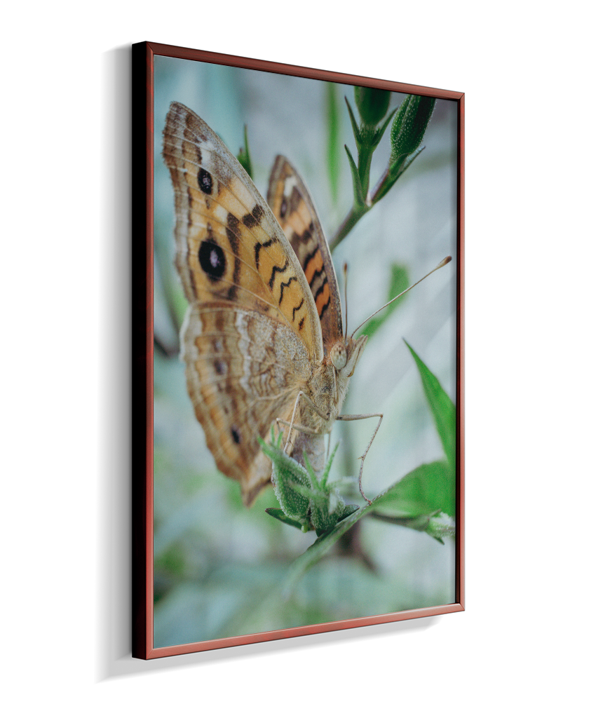 Anartia jatrophae