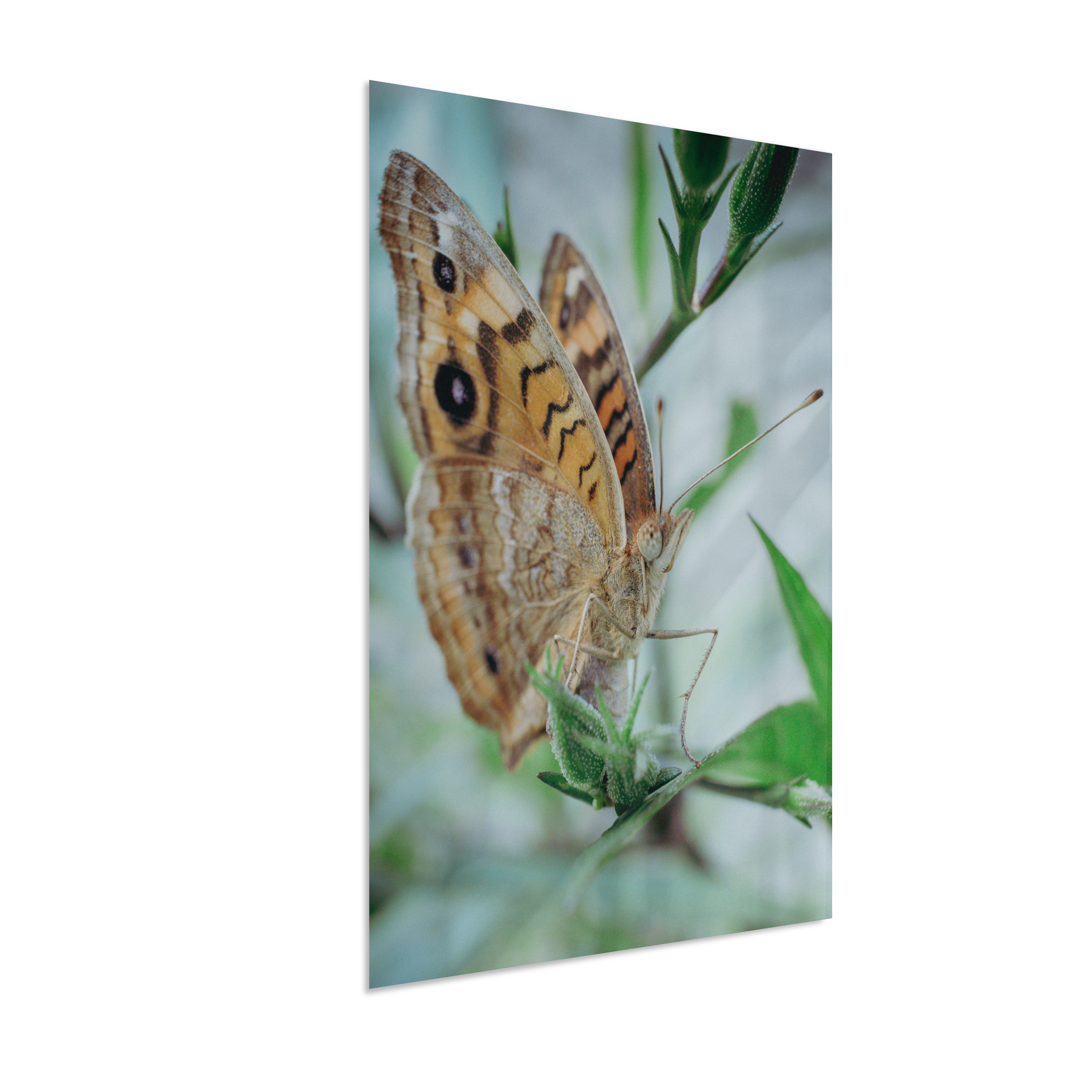 Anartia jatrophae