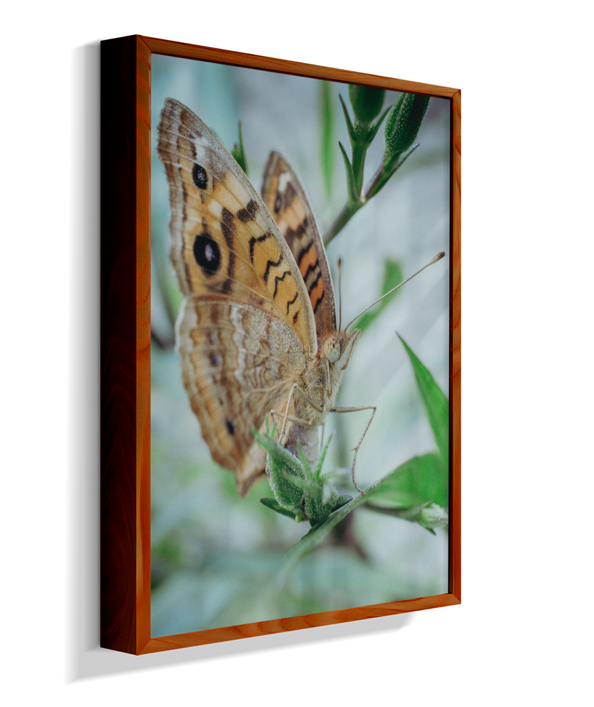 Anartia jatrophae