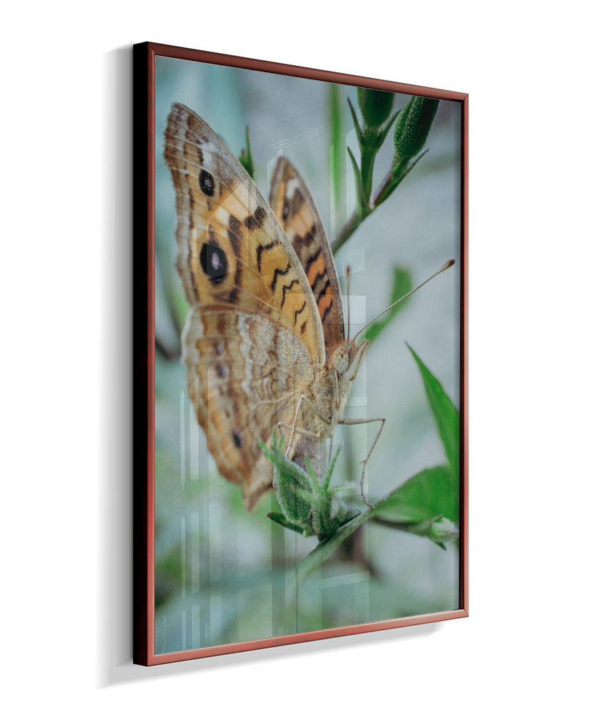 Anartia jatrophae
