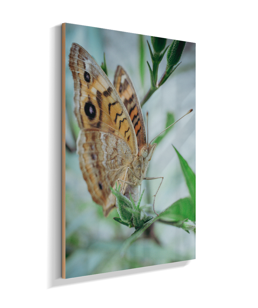 Anartia jatrophae