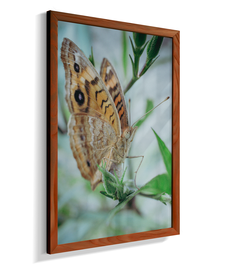 Anartia jatrophae