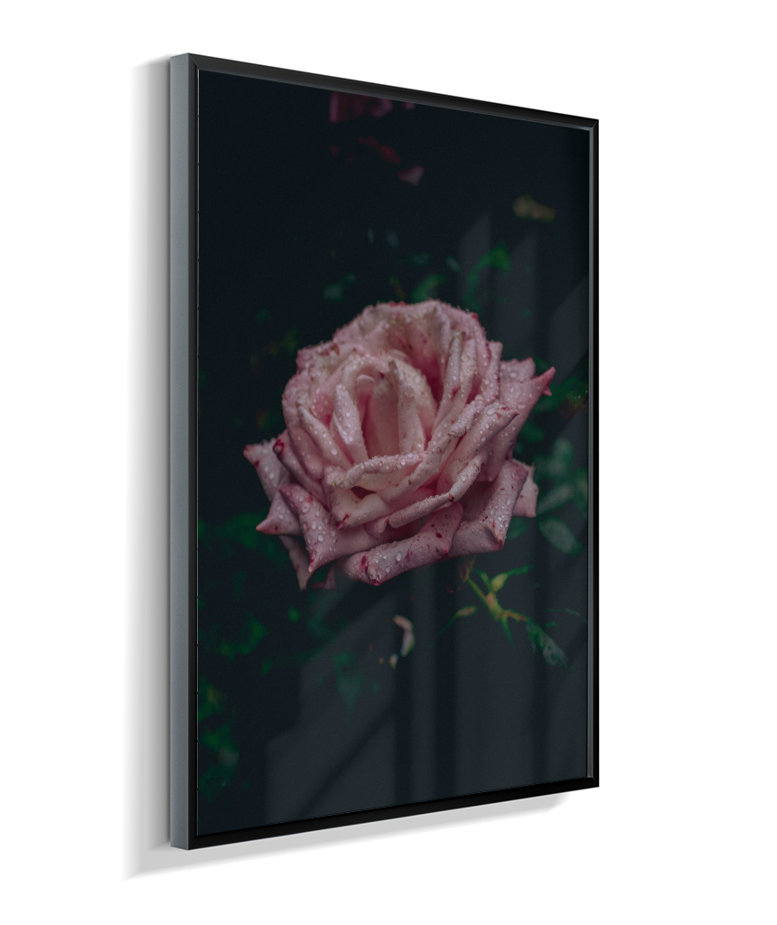 Rosa