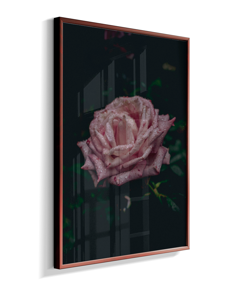 Rosa