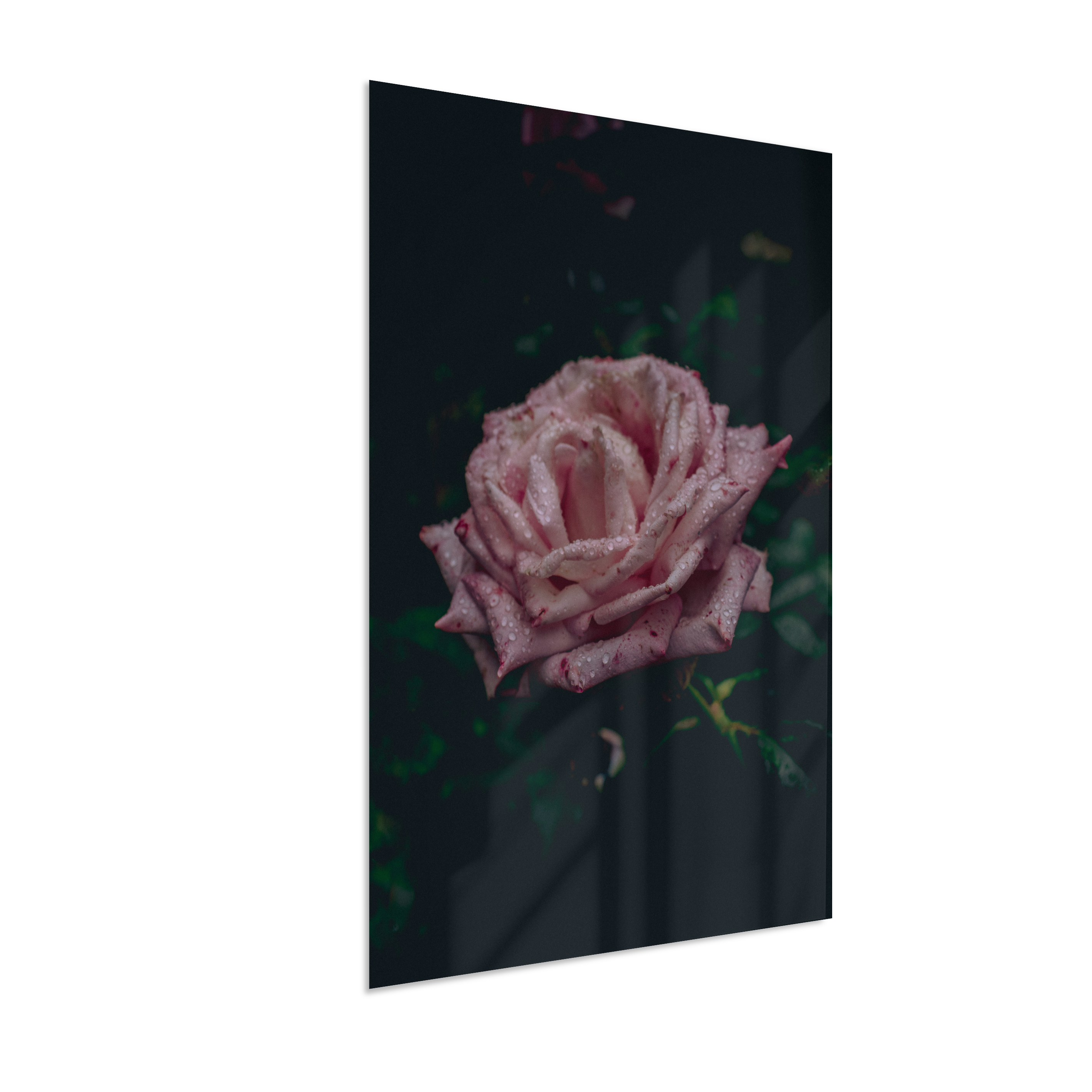 Rosa