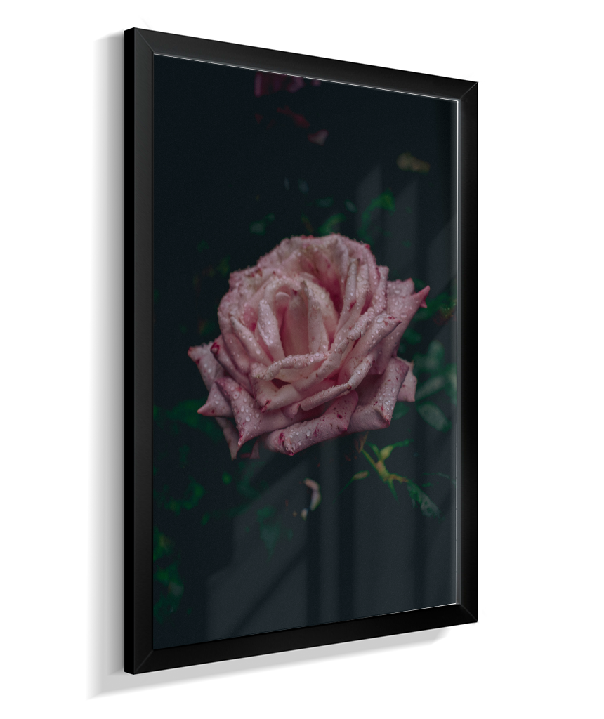 Rosa