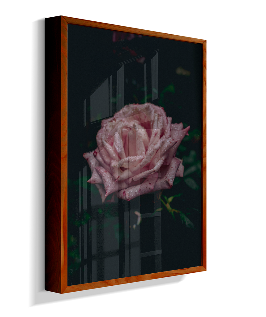 Rosa