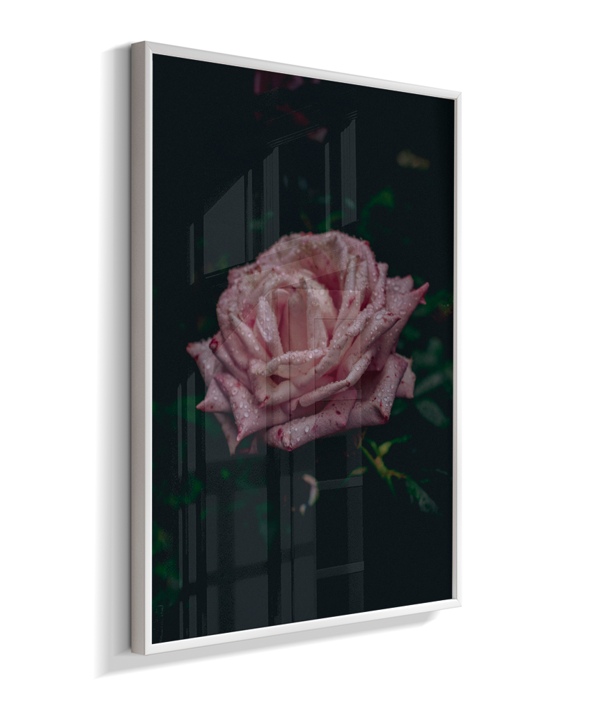 Rosa