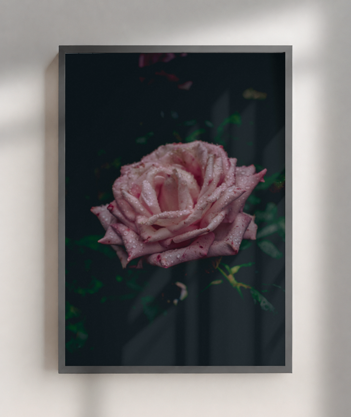 Rosa