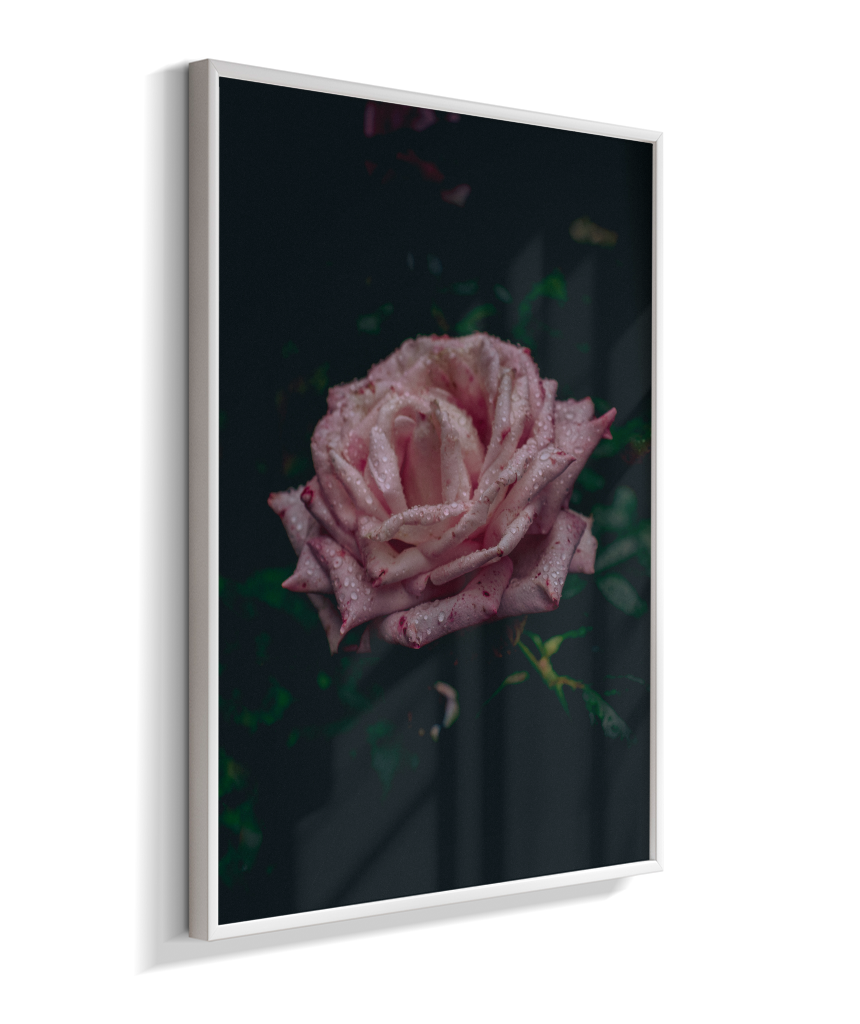 Rosa