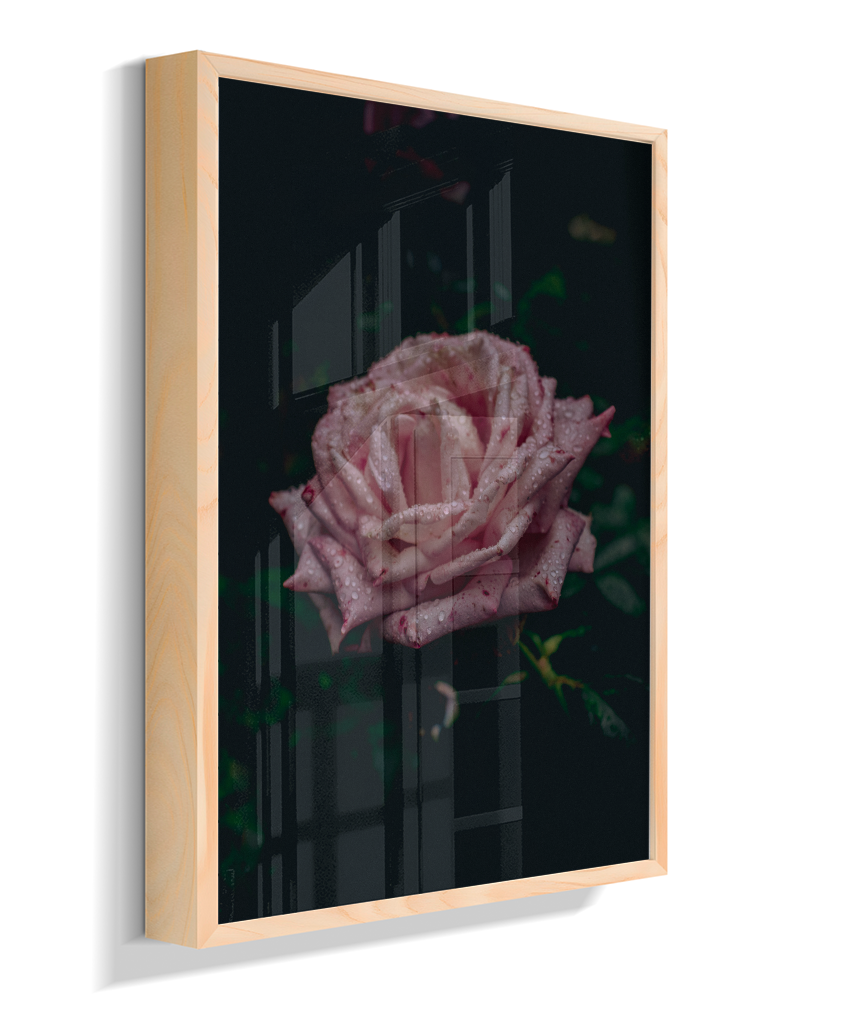 Rosa