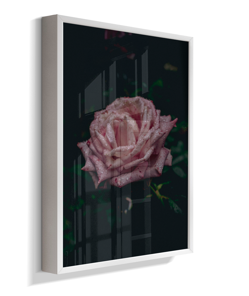 Rosa