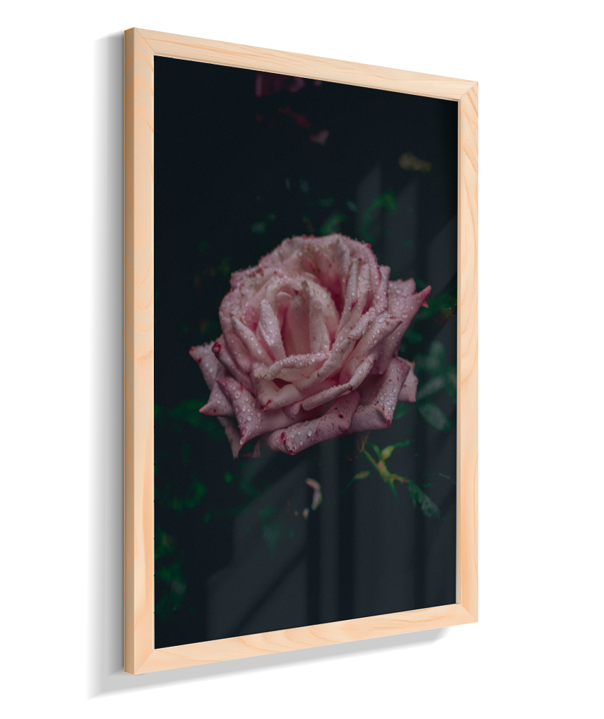 Rosa