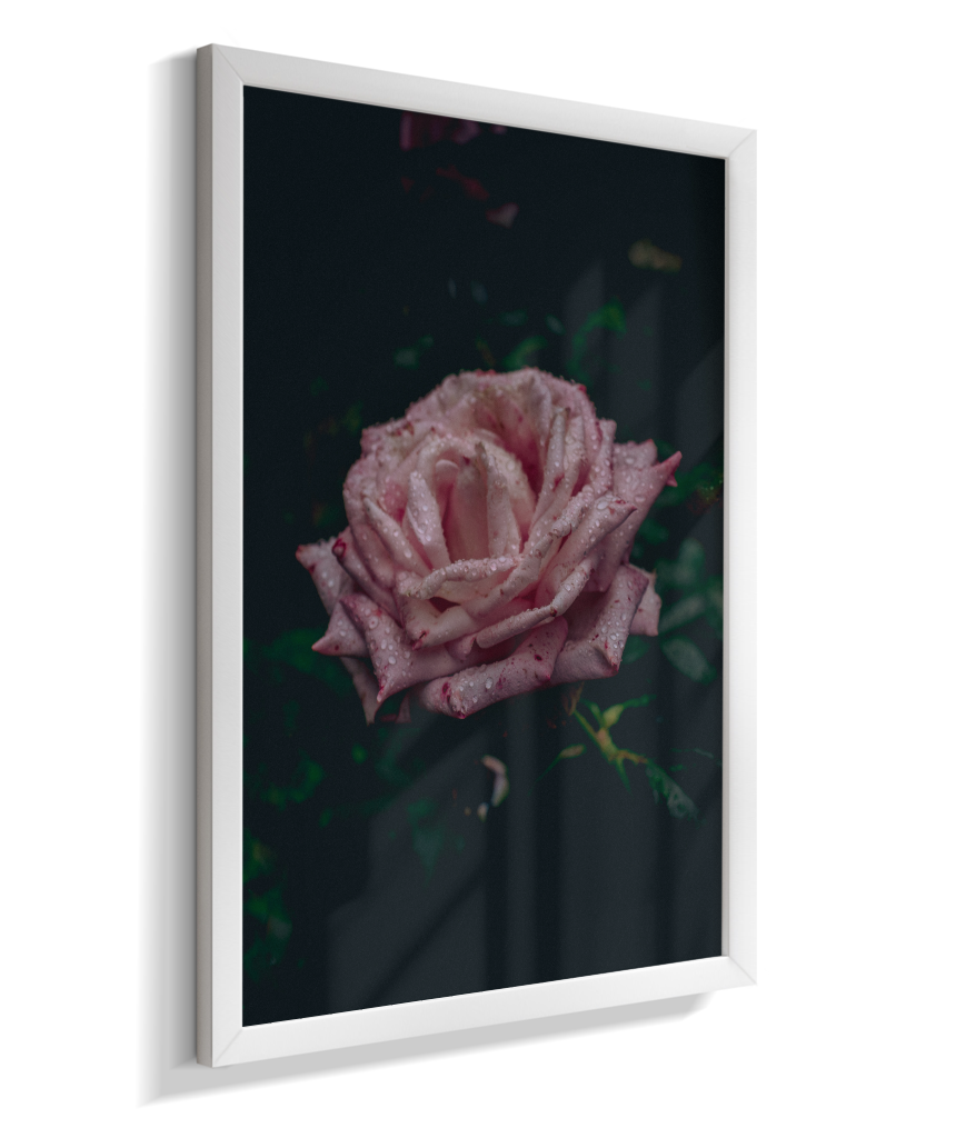 Rosa