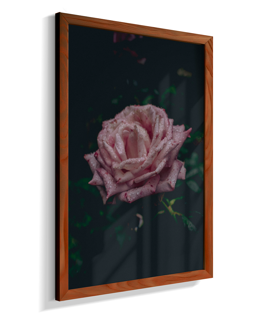 Rosa