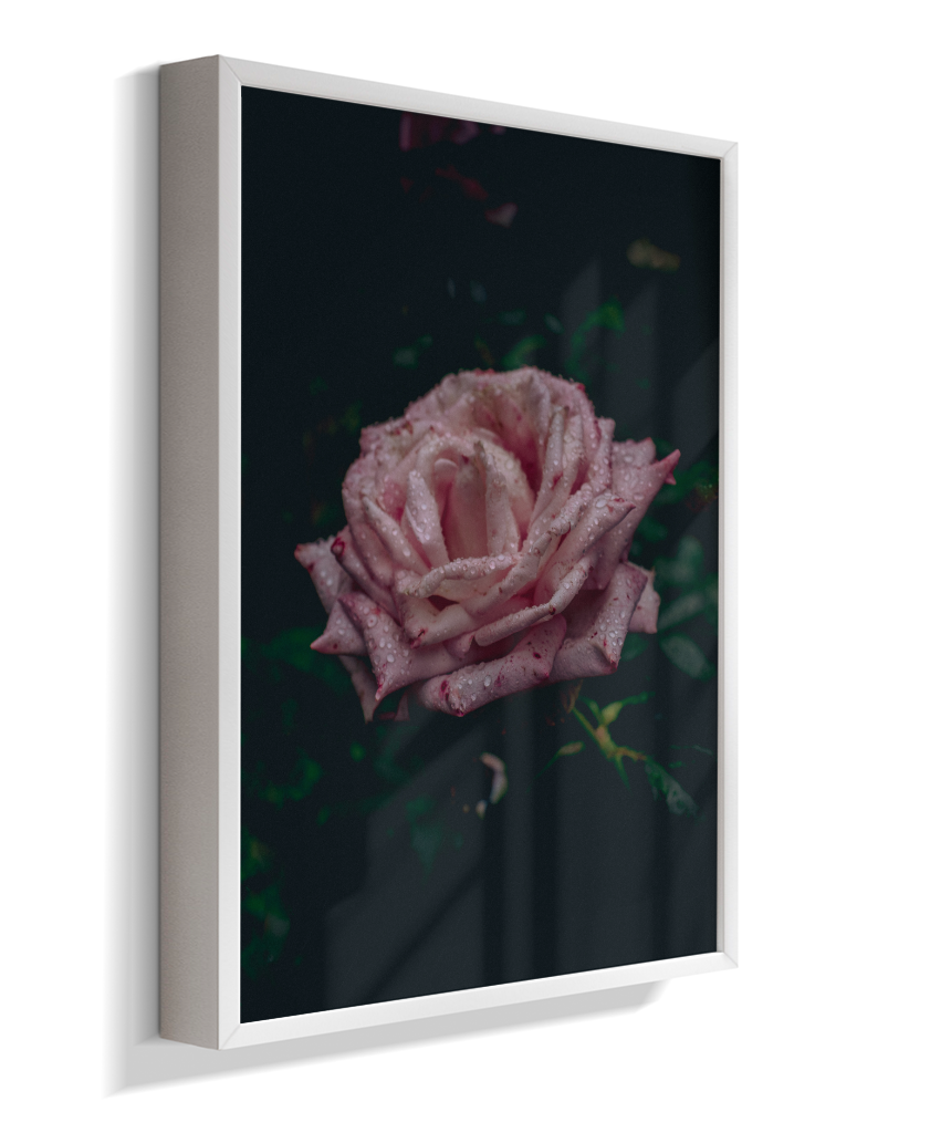 Rosa