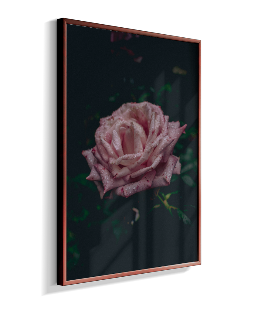Rosa