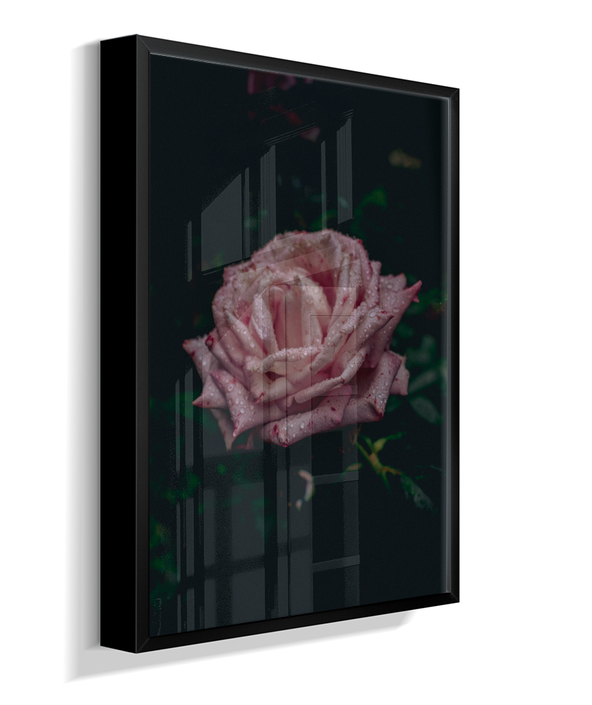 Rosa