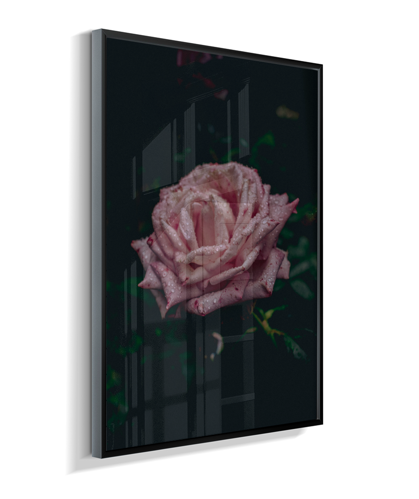 Rosa