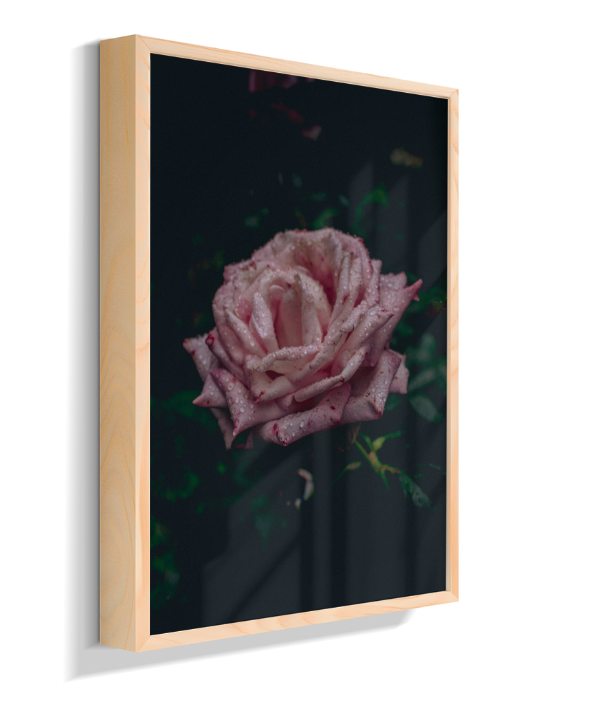 Rosa