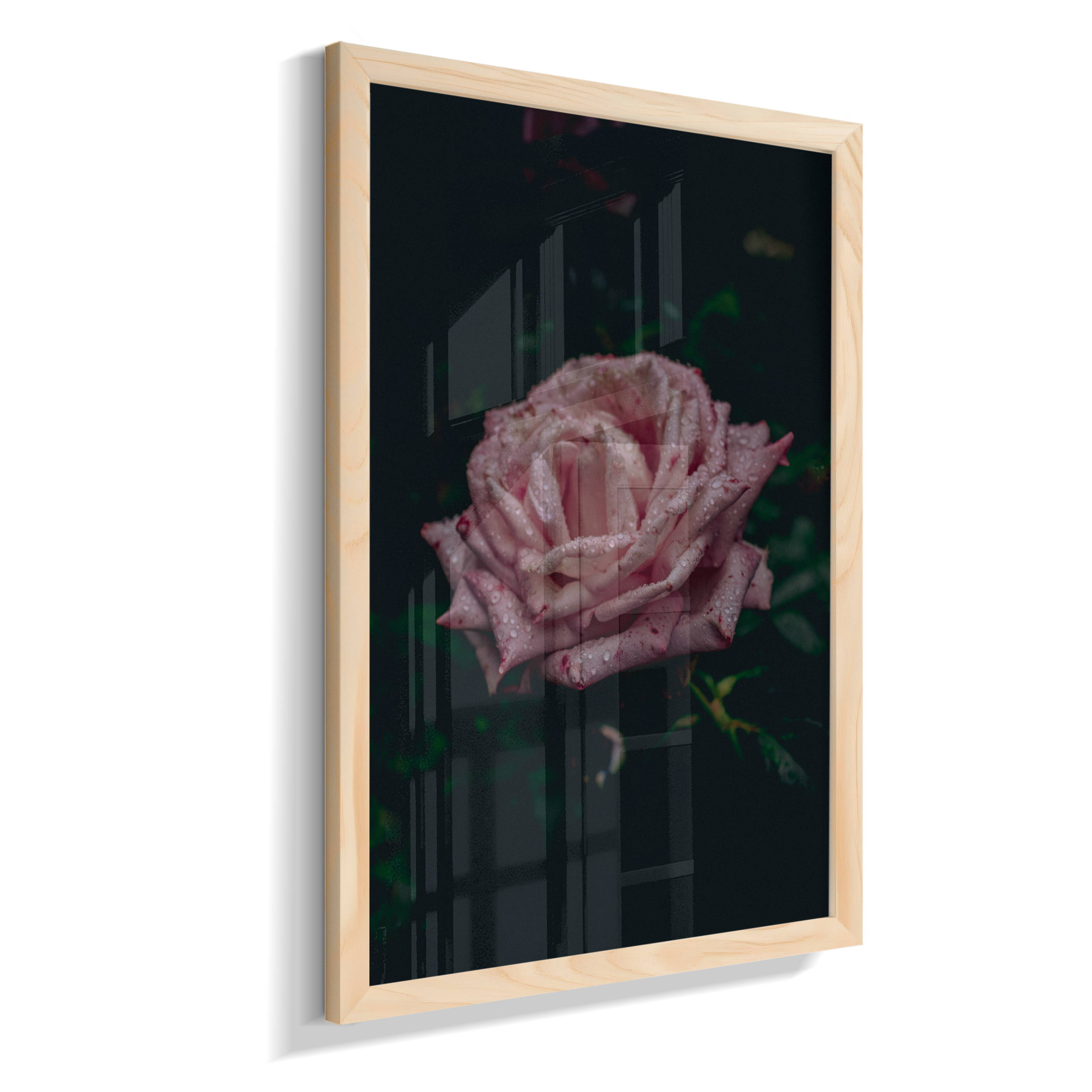 Rosa