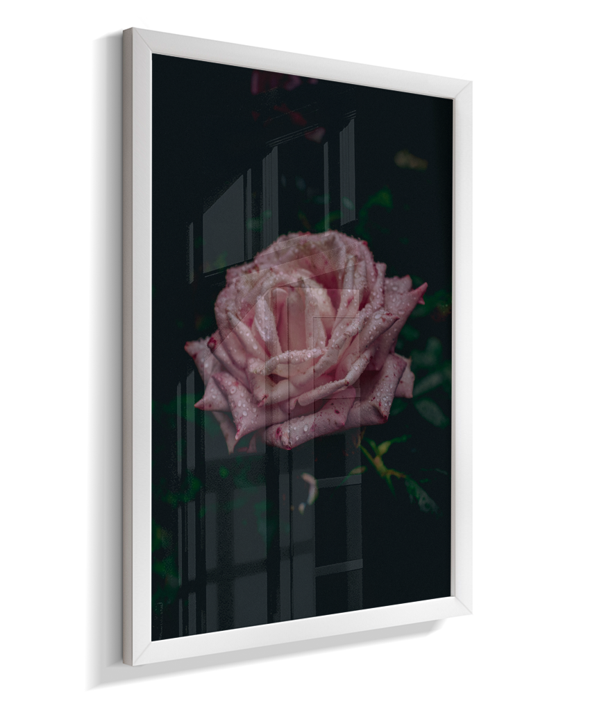 Rosa