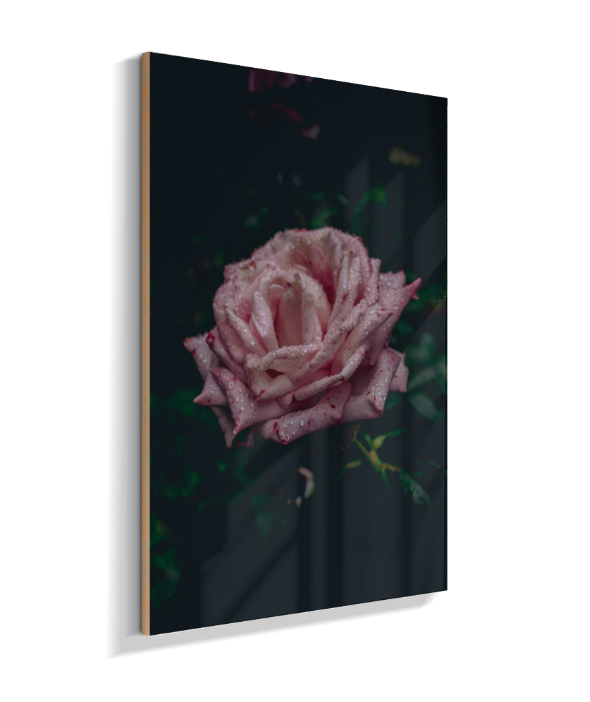 Rosa