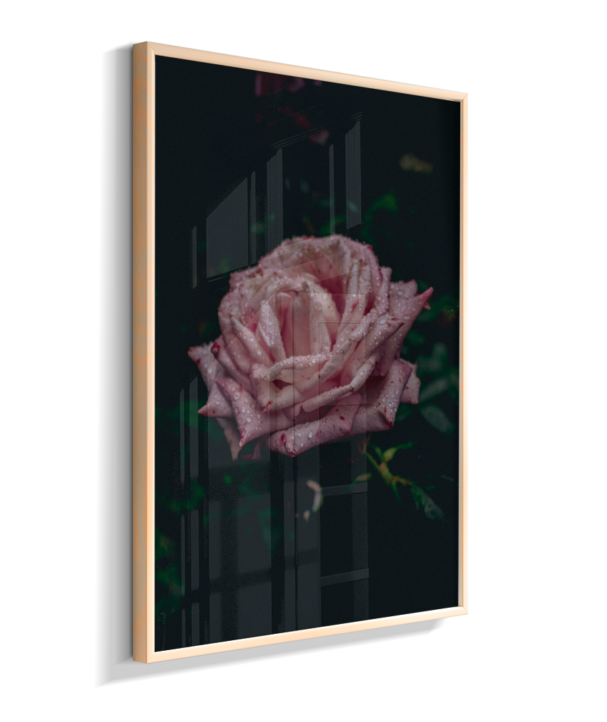 Rosa