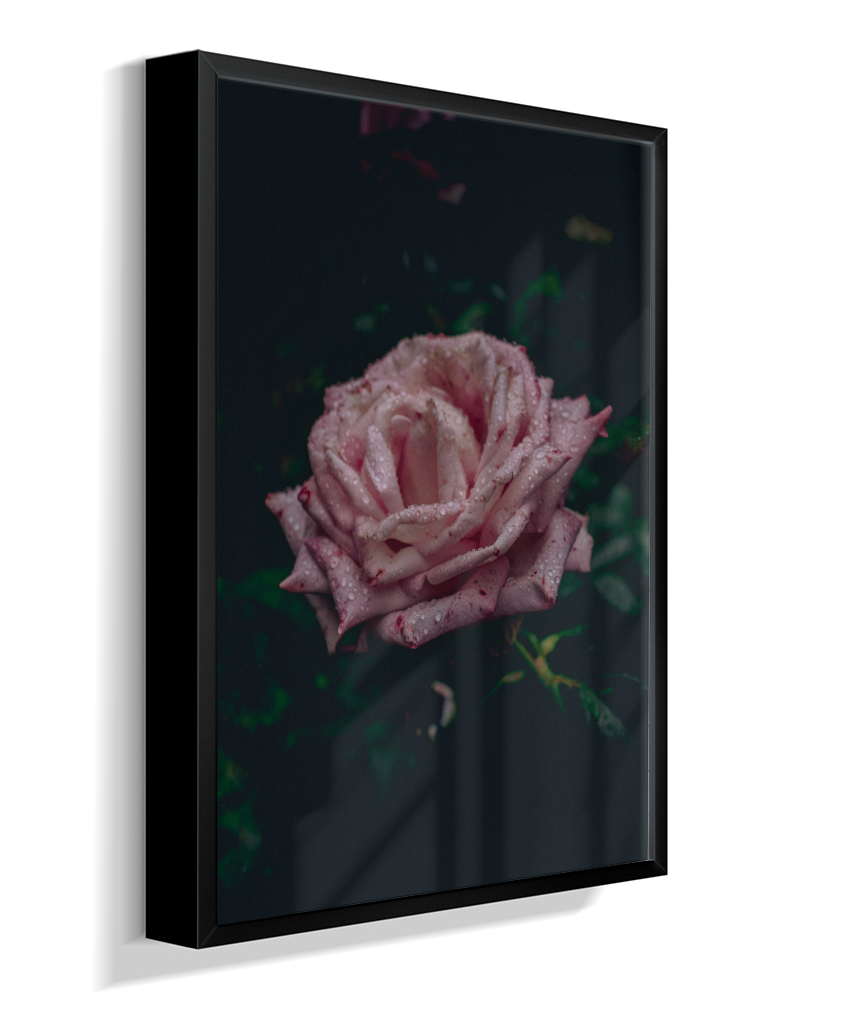 Rosa