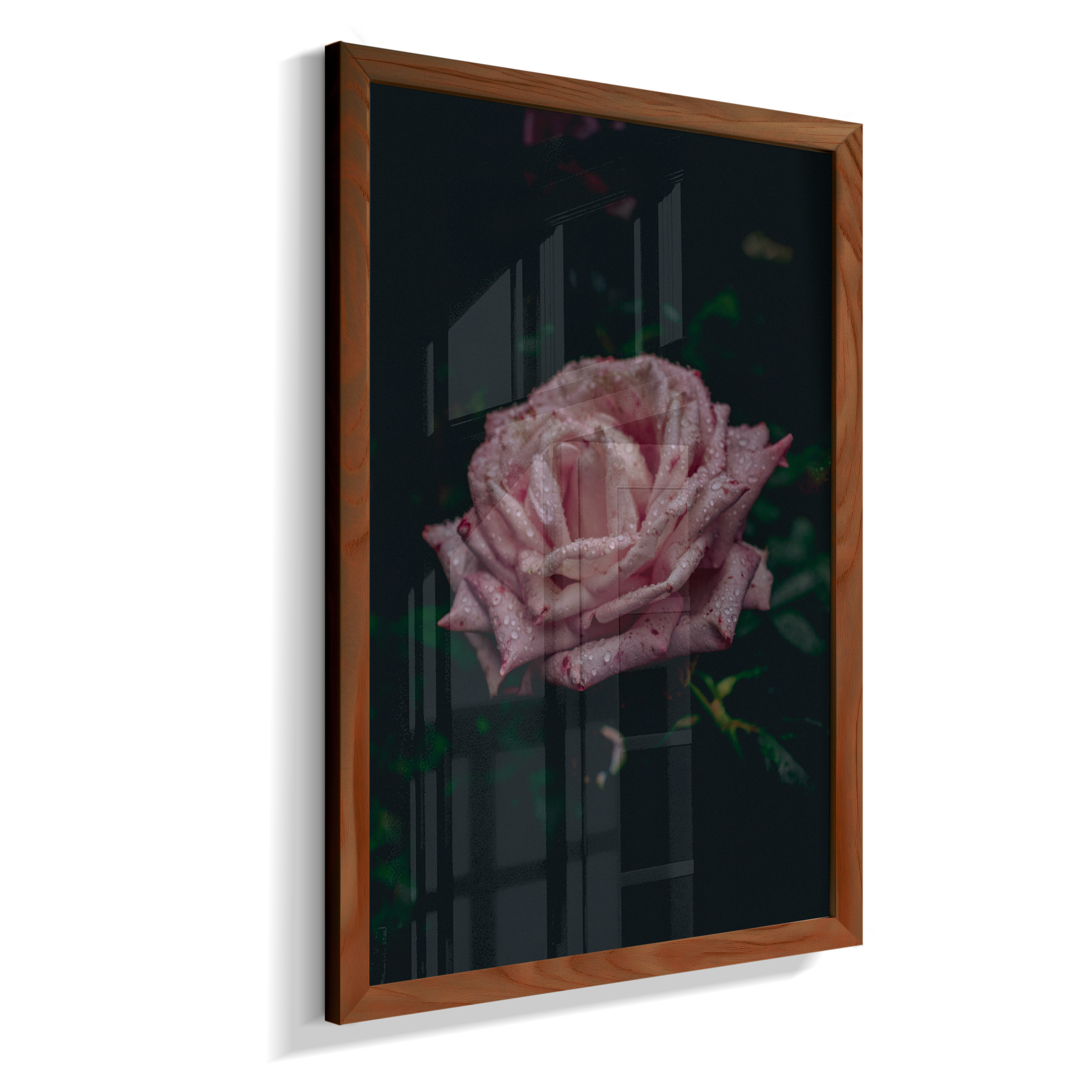 Rosa