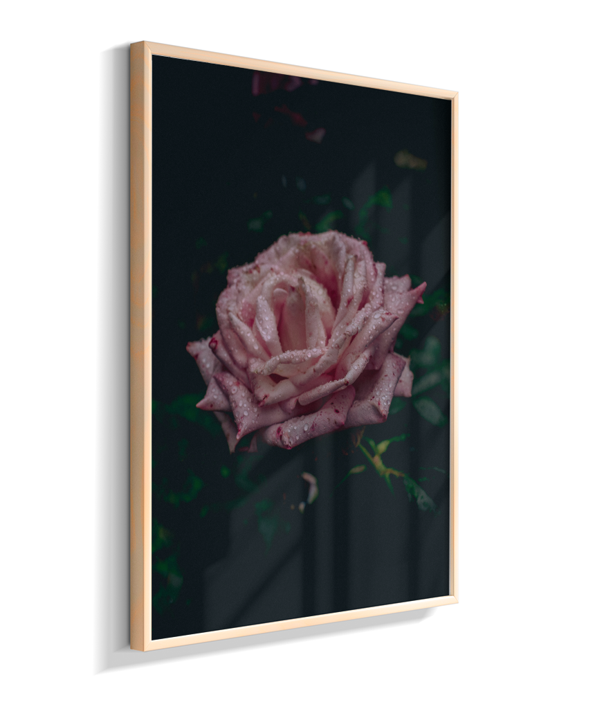 Rosa
