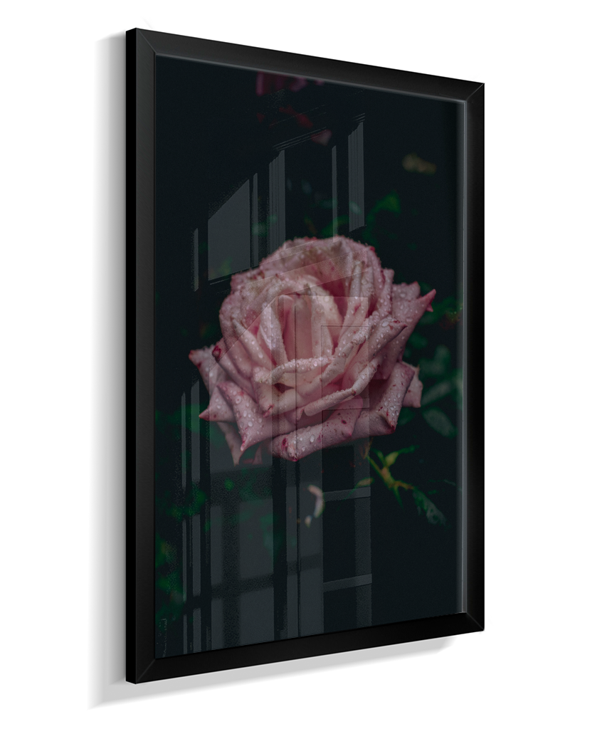 Rosa